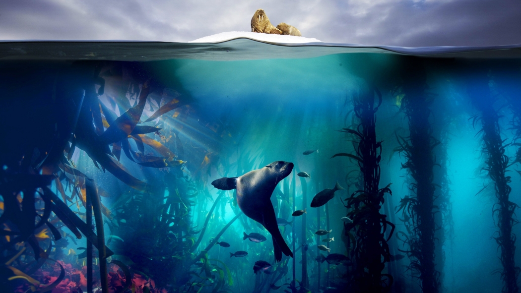 Blue Planet II 1. Sezon 5. Bölüm izle